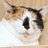 猫おばさん(草組)織戸学推し@市原市海づり施設にいた猫たちのアイコン