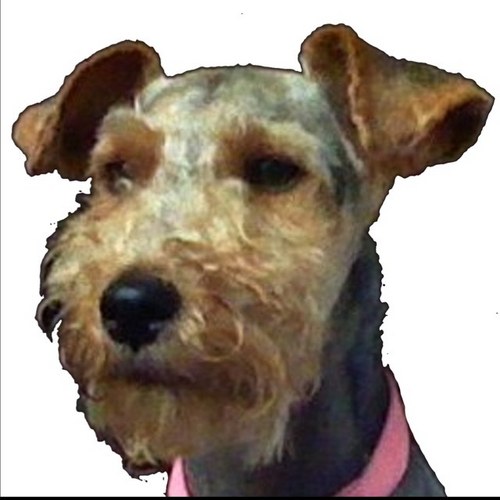 Buckeyejeff1's profile picture. 