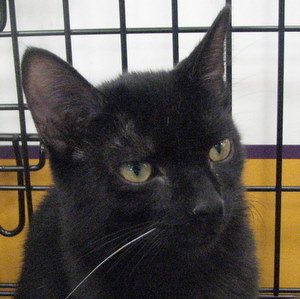 cat_rescue's profile picture. 