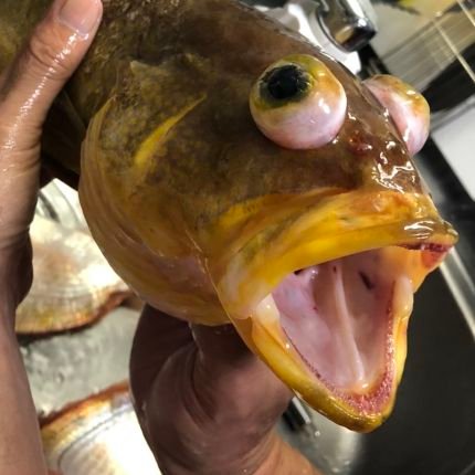 LELI_AFC's profile picture. 滋賀在住のソルトルアーマン。ショアオフショア両方やります。
カヤックフィッシング始めました。
ニコニコ動画投稿始めました。