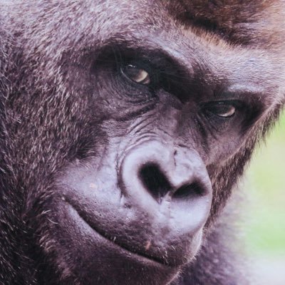 g_gorilla55 Profile Picture