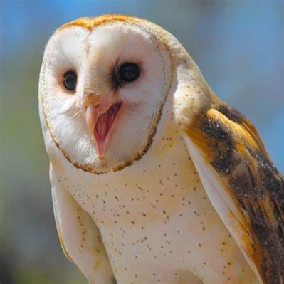 onefastboi's profile picture. Just a background character that can travel at the speed of light (header by @tennelleflowers) NSFW DNI
S C R E A M S