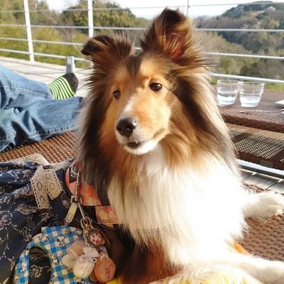 アンジュリーです。やんちゃムスメと言われます。
※機種変で以前の垢が消えてしまいました😭フォロー中の皆さま 再フォローしますので承認をお願いします🙇