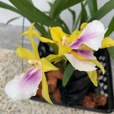 Account dedicated to #orchids #oncidium #dendrobium #cattleya #vanda 📸 https://t.co/1YBHYbt5sb