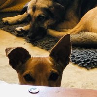 The Trottiscliffe Guy 🐶 🥾🎧 (@guywilliams20) Twitter profile photo