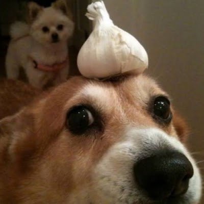 cateludeusturoi's profile picture. It's ok