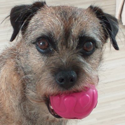 I'm a Border Terrier. Love to chase balls in the living room and carpet swimming. Don't like hoovers much. Proud member of the #BTPosse