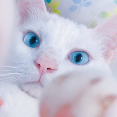 のんたろう🌸さんのプロフィール画像