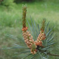 Pinwydden (@5phamadryad) 's Twitter Profile