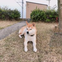 よしづね (@yoshidune_) Twitter profile photo