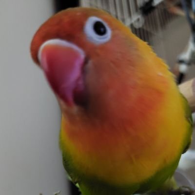かまから(ちゃのま)さんのプロフィール画像
