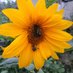Mary Casey (@gardensabit) Twitter profile photo Mary Casey (@gardensabit) Twitter profile photo