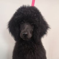 LenkaThePoodle(@LenkathePoodle) 's Twitter Profile Photo