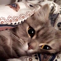 Sarah Hammad (@sehammad_) Twitter profile photo