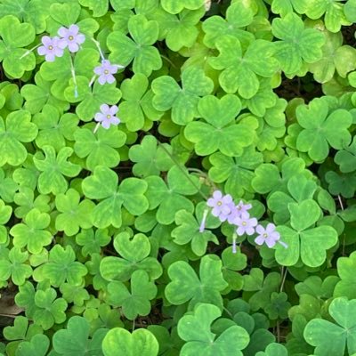 anacris_poa's profile picture. 