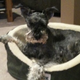 I am the Proud MOM of Alex, my 16 year old Miniature Schnauzer. I LOVE the Outdoors.. . and ANYTHING FUN!