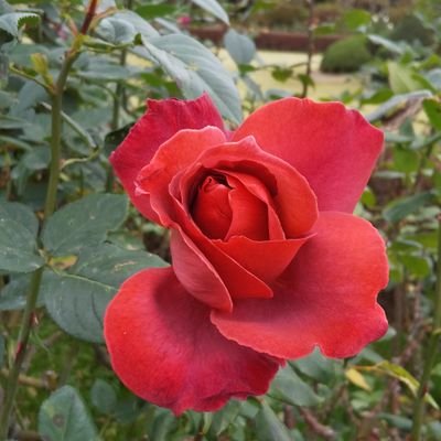 chizu25851092's profile picture. 