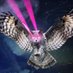 Laser Owls (@owlswithlasers) Twitter profile photo Laser Owls (@owlswithlasers) Twitter profile photo