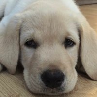 McHeff (@utrmh) 's Twitter Profile