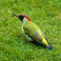 Pensychnant (@pensychnant1) 's Twitter Profile