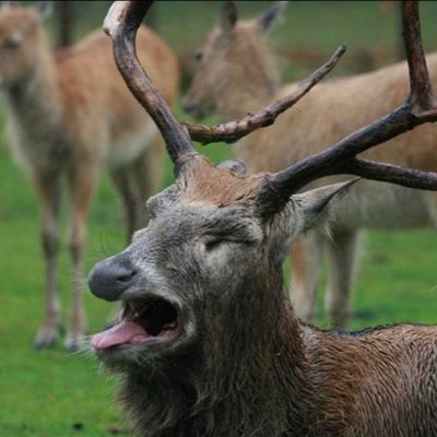 AlkalineElk's profile picture. Hockey and apologizing