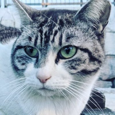 nekkonu's profile picture. 主に何かのメモですの(両手の指を上に向けパトカーの赤色灯のようにくるくる動かしながら登場する)