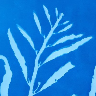 能登半島周辺で海藻の打ち上げ拾い、押し葉標本作り、水中撮影をしています。
プロフは自作の海藻サイアノタイプです(エンドウモク)。
#seaweed #algae #海藻 #藻類 
#海藻青写真 #海藻サイアノタイプ
ブログ https://t.co/jmVHD0JBfu