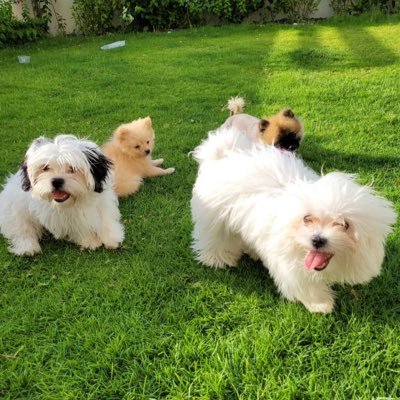 nitrousneptune's profile picture. Proud Indian. MenToo. No votes if you don’t fix the courts.