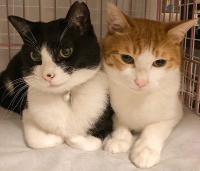 保護猫モモタロウ’sさんのプロフィール画像