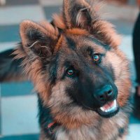 German_shepherdlovers (@germans30793740) Twitter profile photo