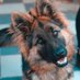 German_shepherdlovers (@Germans30793740) Twitter profile photo