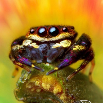 Jumping Spider of the Day