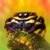 Jumping Spider of the Day (@jumperotd) Twitter profile photo