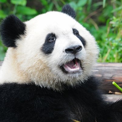PandaCrimes Profile Picture