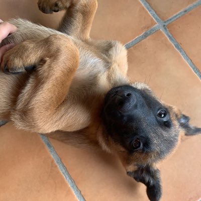 elo_mikel's profile picture. 