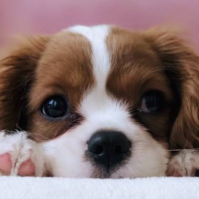 blackwolfxx11's profile picture. 