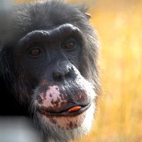 Chimps Daily (@chimpaday) 's Twitter Profile Photo Chimps Daily (@chimpaday) 's Twitter Profile Photo