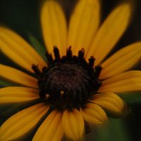 britchure611- macro/nature photographs(@britchure611) 's Twitter Profile Photo