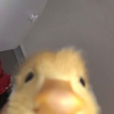 yujisv's profile picture. ^———^