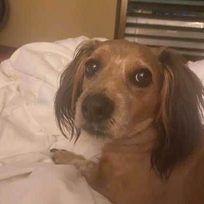Mimi967841680's profile picture. Conservative, Christian, born and raised in Texas, patriot, 🤘🏻🏈⚾️🐶🇨🇱🇺🇸🙏🏻