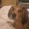 Mimi967841680's profile picture. Conservative, Christian, born and raised in Texas, patriot, 🤘🏻🏈⚾️🐶🇨🇱🇺🇸🙏🏻