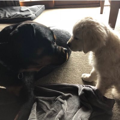 Axel_and_Ziggy's profile picture. 