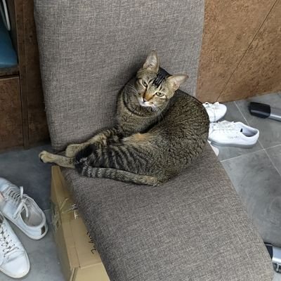 samuelchohk's profile picture. 