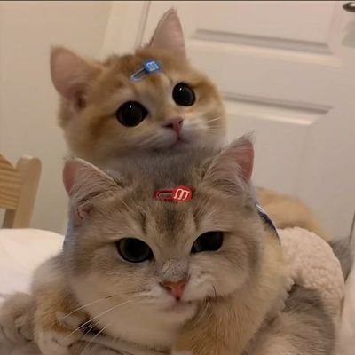 sync36622's profile picture. 去我去者，昨日之日不可留。