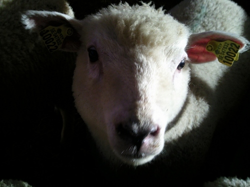 sheephousecafe's profile picture. 