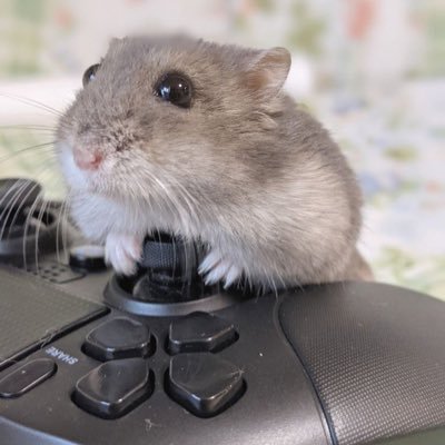 Hartsfyre's profile picture. Identifies as, “Gaming Hamster” (non-binary). Pronouns: They/them. Now married to my Co-op partner in crime 💍 🥰💋💕👰🤵‍♂️💒💍