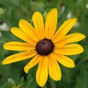 BelleBird7's profile picture. beach, beers and dog pats are life's greatest pleasures.