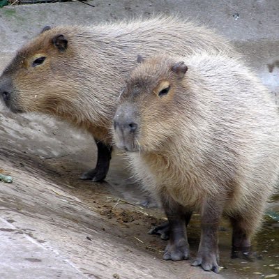 @指導者は白痴かかってこいや当局さんリスペクト