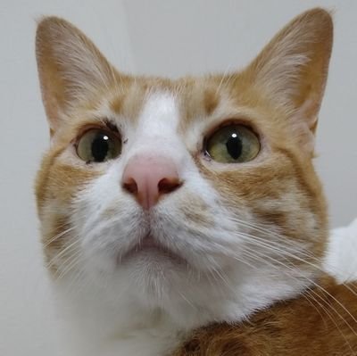 ねこはにくきうぷにぷに
はちゅ飼育初心者の独り言アカウントです(*´ω`*)我が家の家族はレオパ、フトアゴ、コーン、クレス、ボール、ニシアフ、アオジタ、ツノガエル、アオダイショウ、かめ、トッケイです!