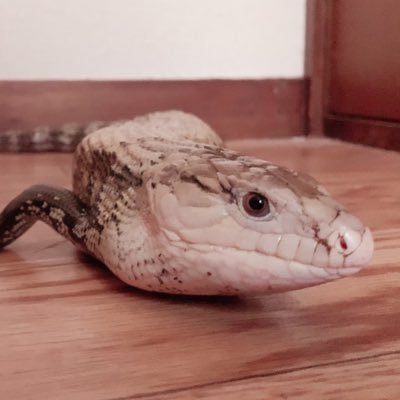 Uo_oU_ri__'s profile picture. #コーンスネーク & #アオジタトカゲ & #ボールパイソン ×4 飼ってます🐍🦎🎀まだ初心者で色々情報共有したいので仲良くしてください🤤✌️ #爬虫類好きと繋がりたい #ヘビ好きと繋がりたい ⚠️無言フォローごめんなさい🙏💦 ◎気軽にフォロー待ってます( ᷇࿀ ᷆ )♡♡
